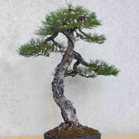 Pinus Nigra (pino nero)
