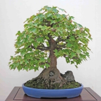 Acer Buergerianum (Acero tridente)