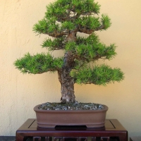 Pinus Sylvestris (Pino silvestre)