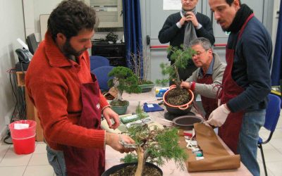 Corso Bonsai 2016 – 2017