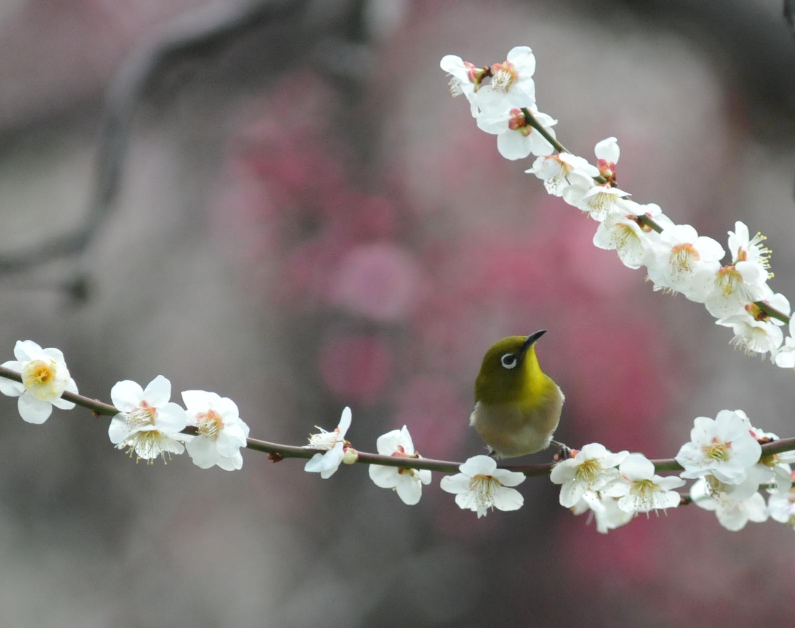 photoByMasaoImono